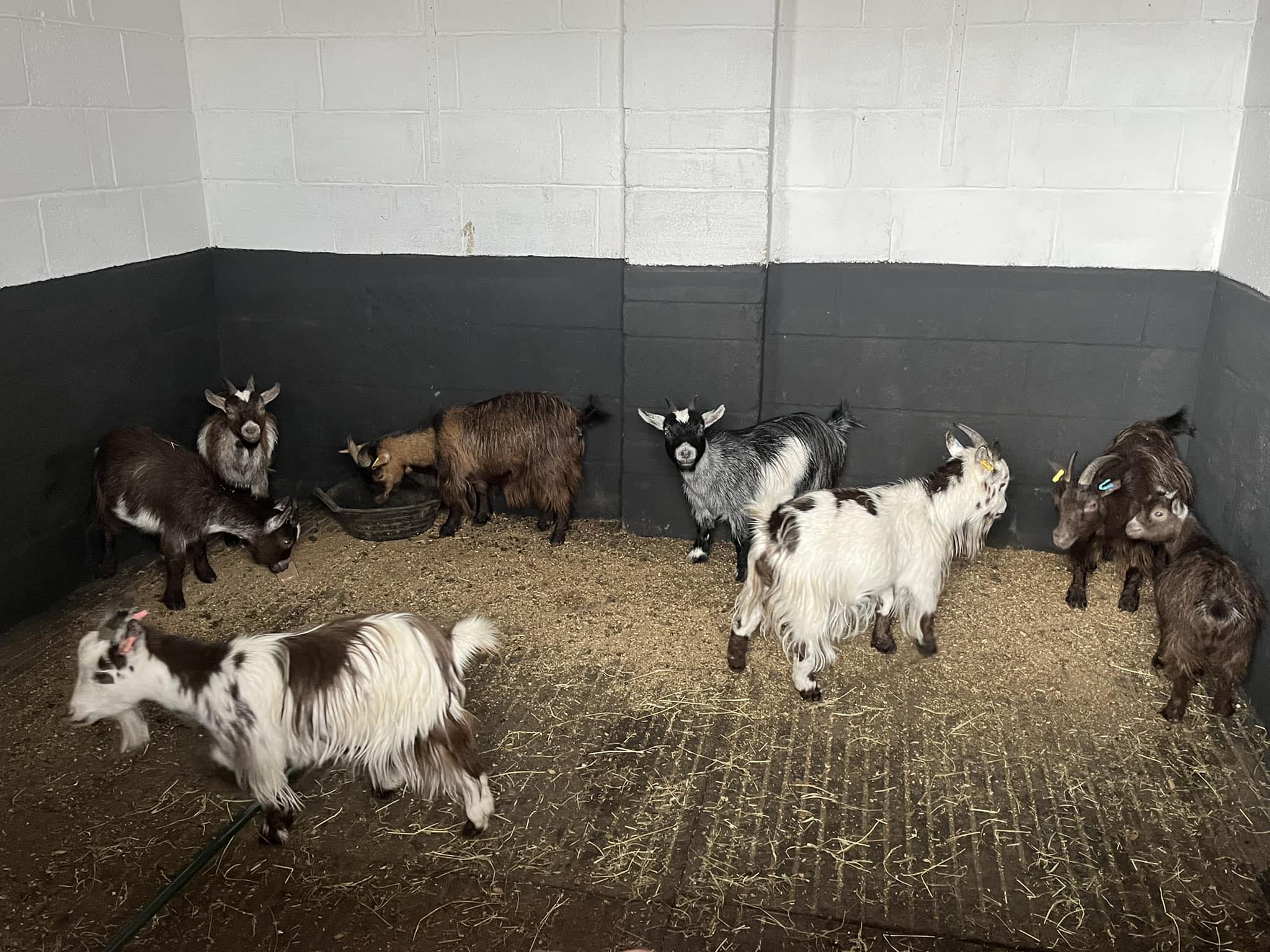 goats for sale near me