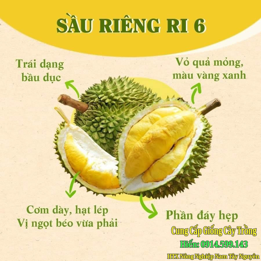 nên trồng cây sầu riêng như thế nào thì mới đúng – Tin tức nông nghiệp 4,0