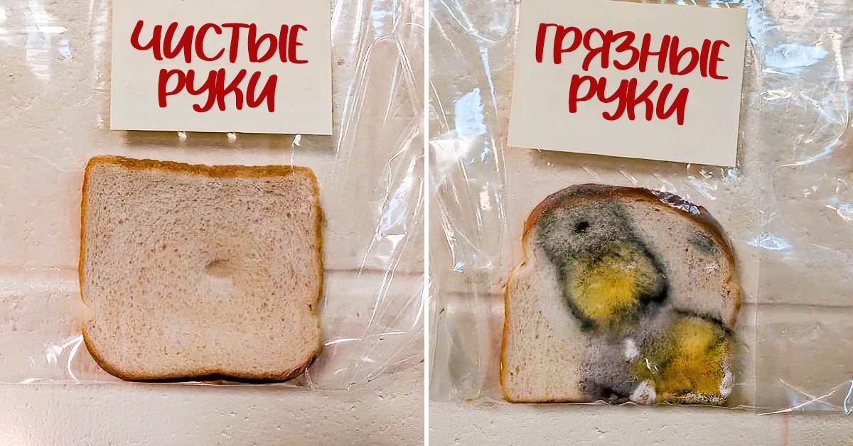 Почему стоит чаще мыть руки: простой школьный эксперимент с хлебом