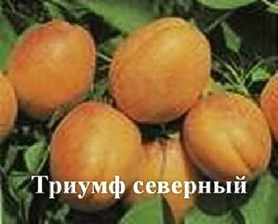 Купить Абрикос "Триумф северный" Садоград 1летние саженцы — интернет-магазин Садоград - саженцы от производителя | Садовый Питомник Садоград - более 30 лет выращиваем и продаем саженцы!