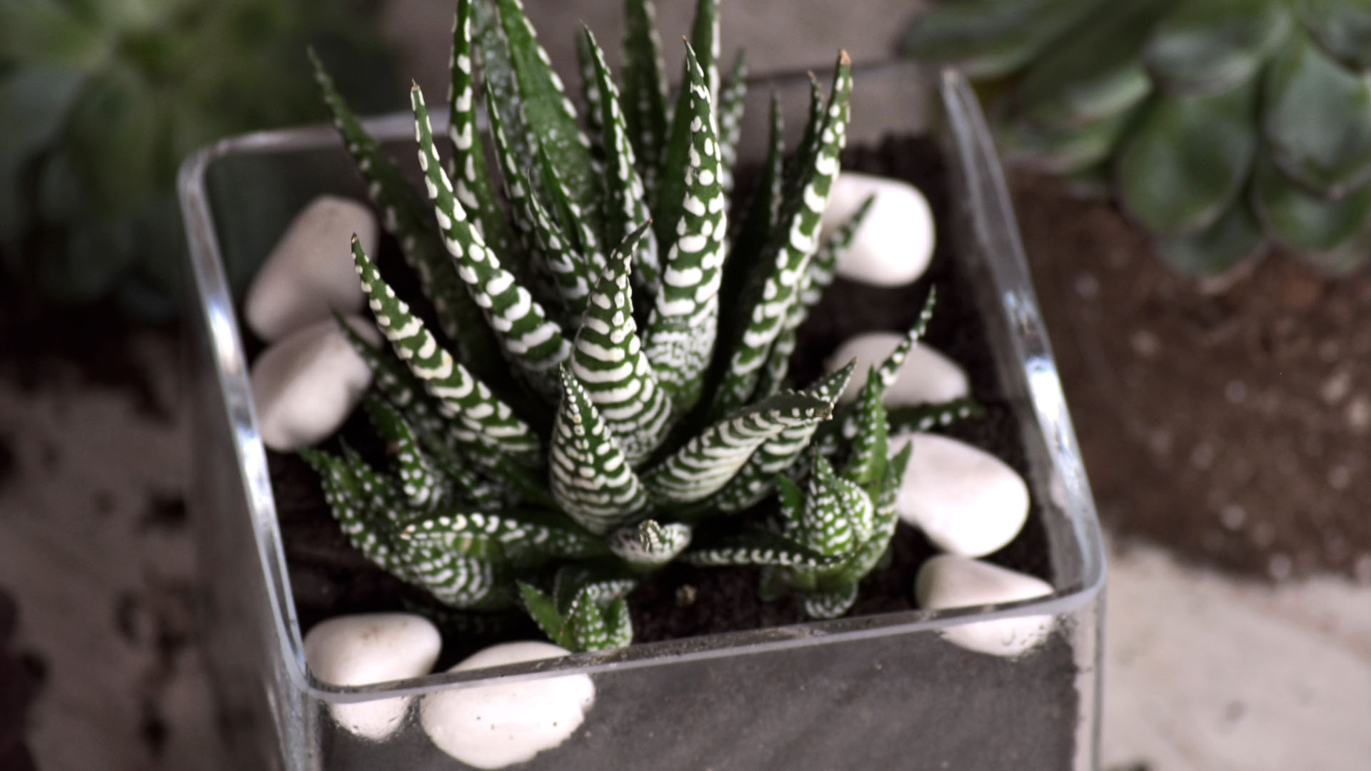 3 Ways to Make a Terrarium - wikiHow