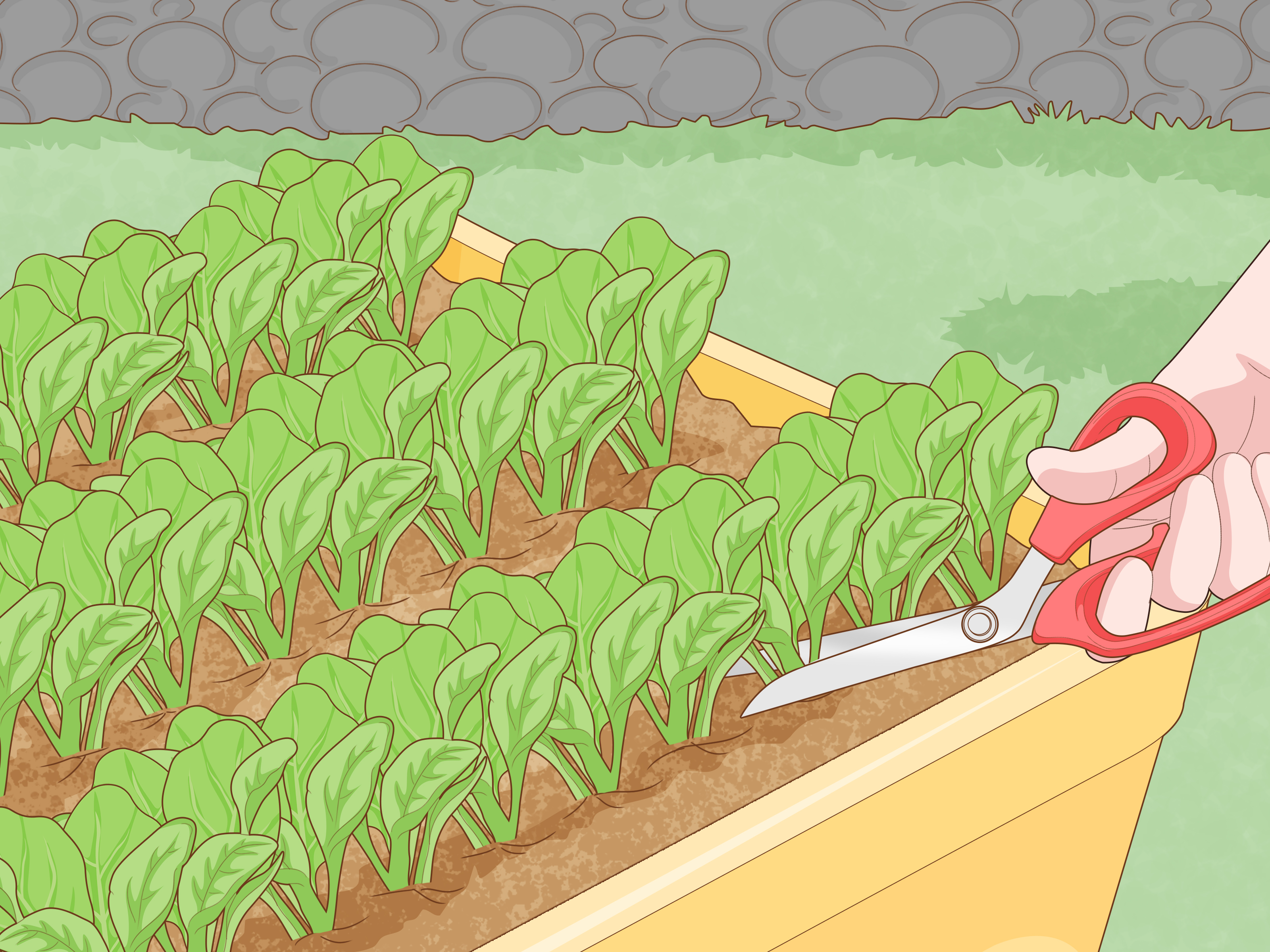 How to Grow Baby Spinach: 14 Steps (with Pictures) - wikiHow