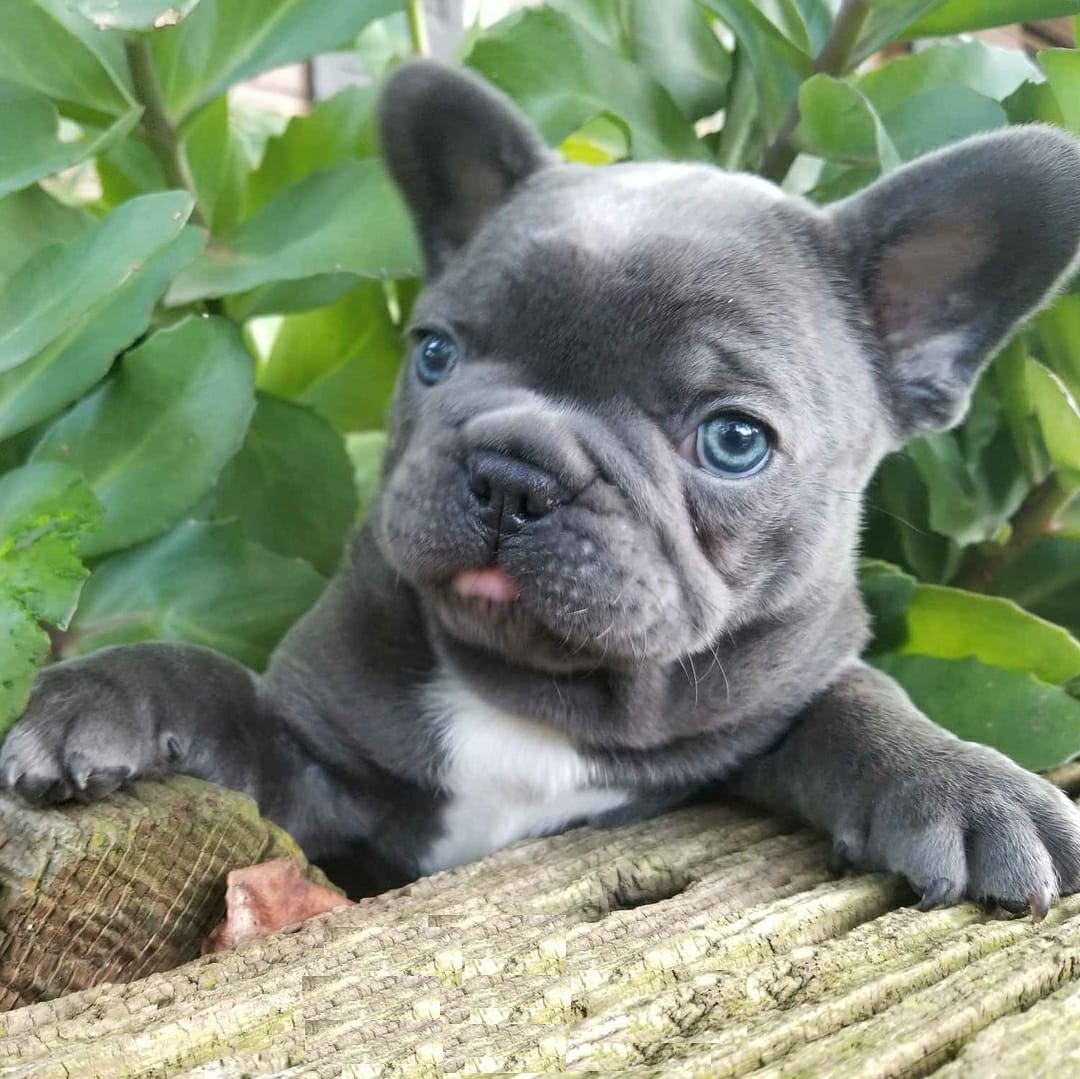french bulldog on sale