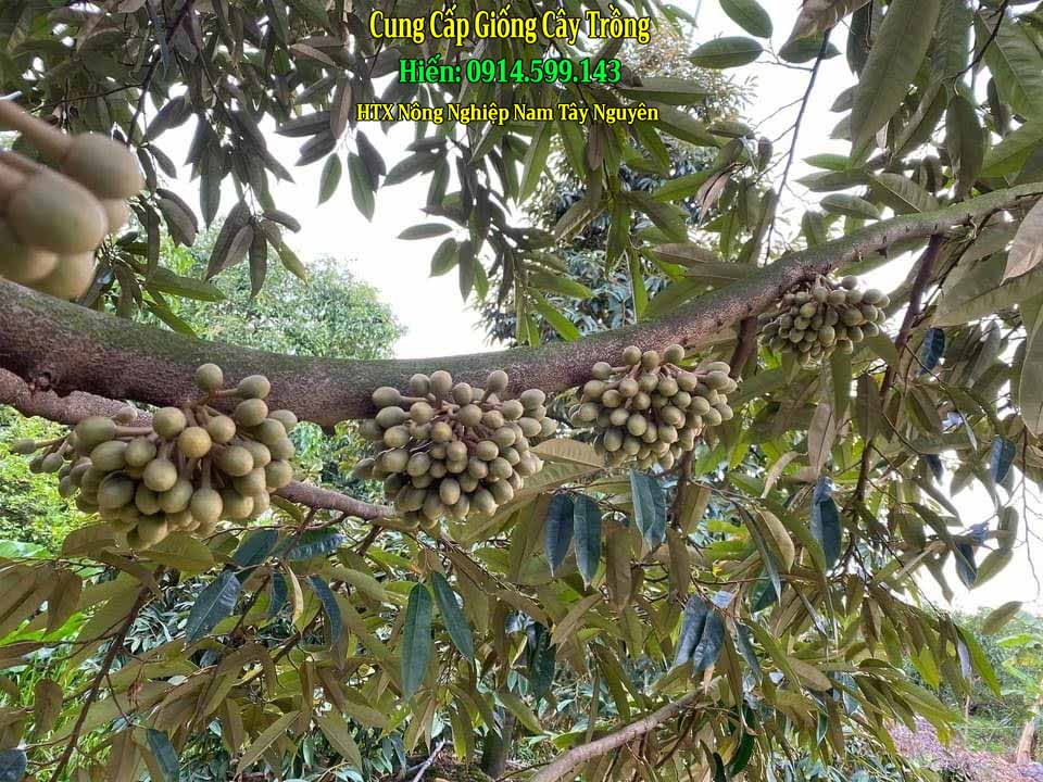 Đạm cá tây nguyên liên hệ để lấy giá tốt – Vườn ươm Nguyễn Trường
